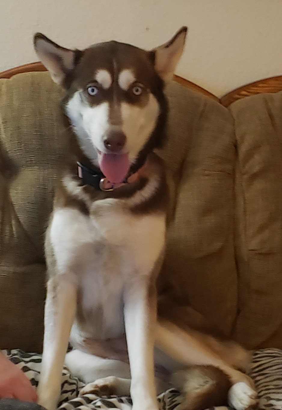 Bella
