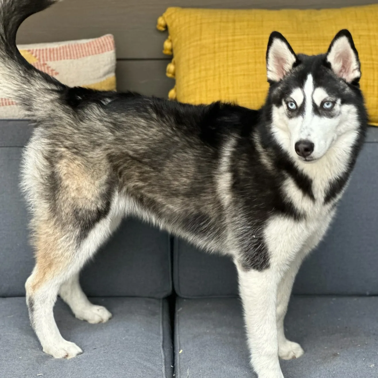 Leila