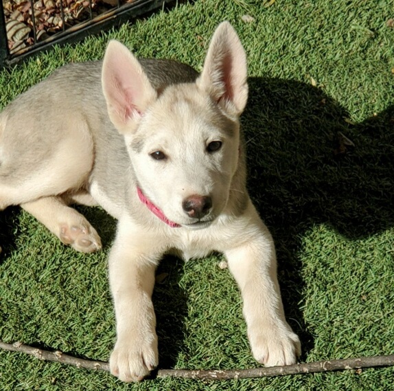 Pepper