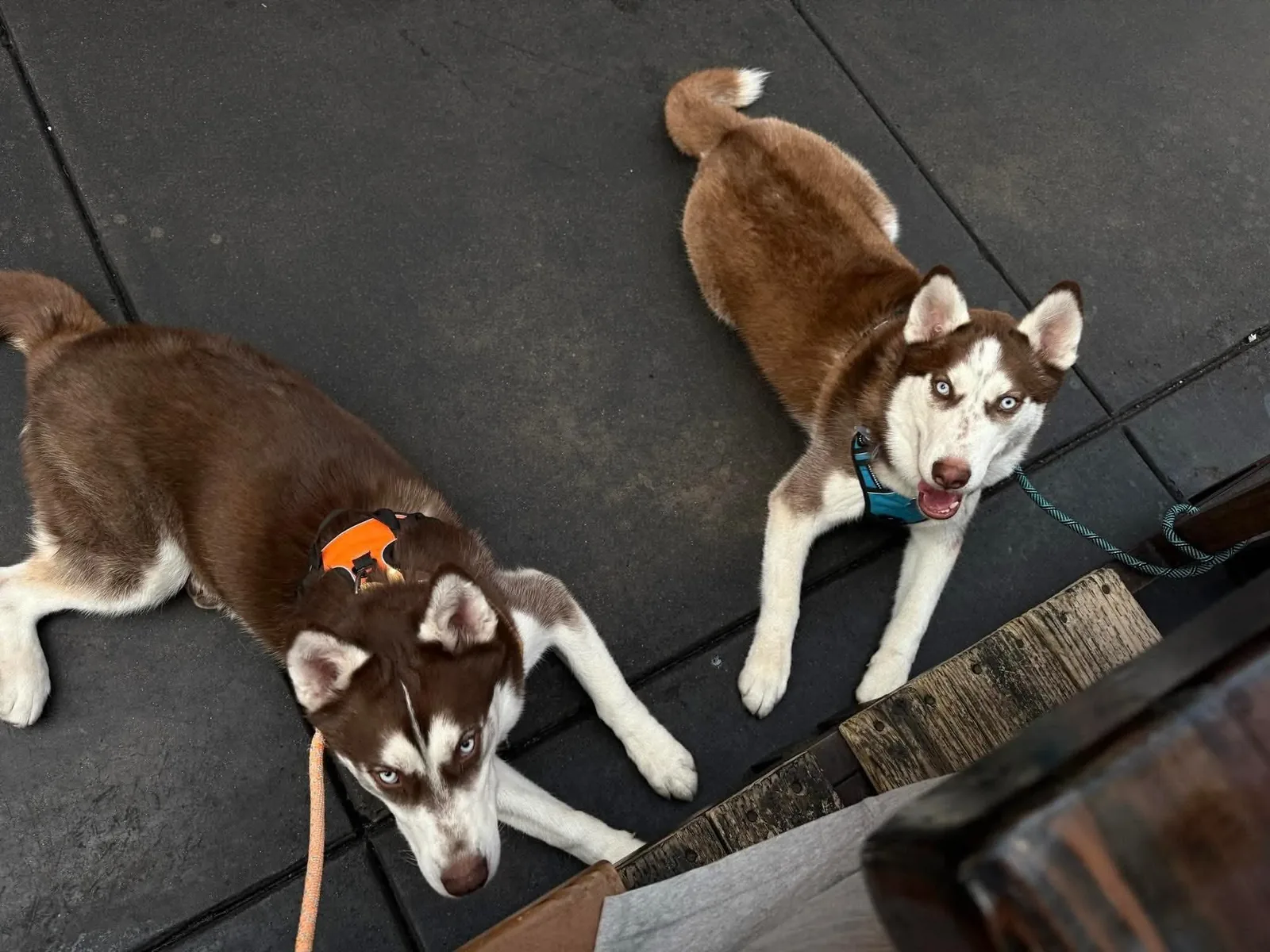 How KD’s Husky Rescue AZ Led Me to Adopt Two Husky Brothers Instead of One