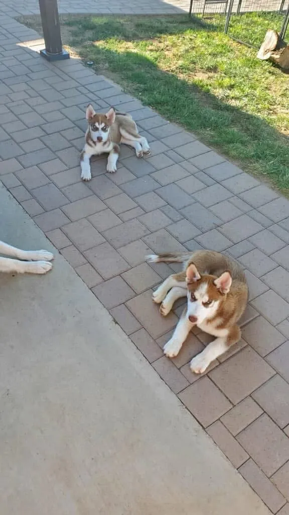 Gumball and Darwin as red and white husky puppies, resting on paving stones in a sunny fenced yard