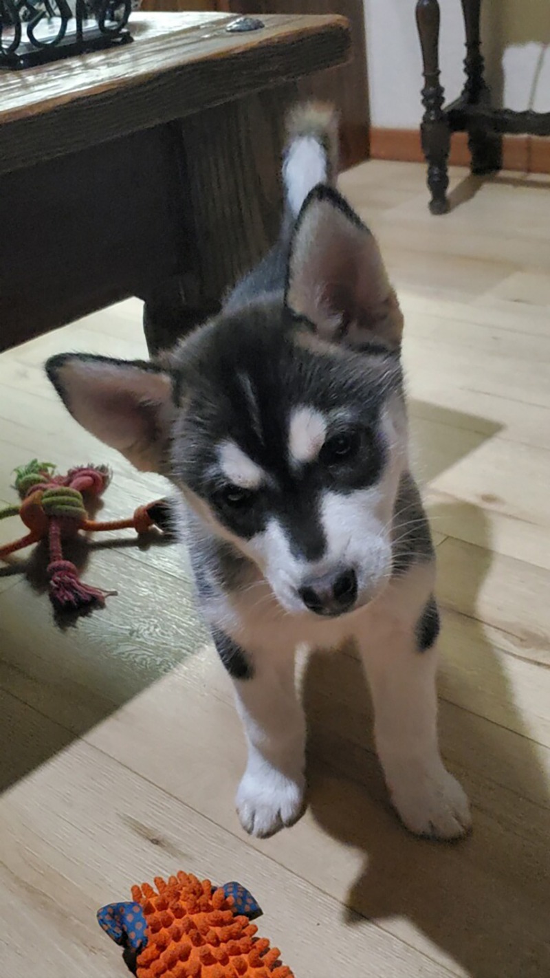 Juniper