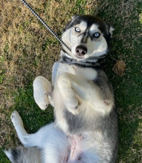 Roxy
